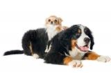 puppy bernese moutain dog and chihuahua