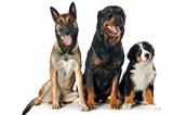 puppy bernese moutain dog, malinois and rottweiler