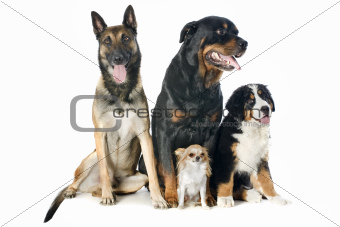four dogs