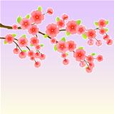 Japanese Sakura Cherry Tree