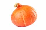 Red Kuri pumpkin