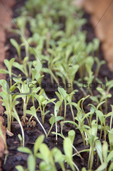 Young plant seedlings