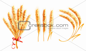 Set of ears of wheat.