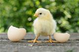 Small chicks and egg shells