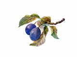 Watercolor painting: plums