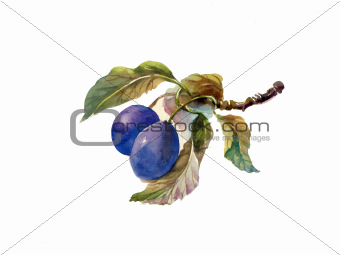 Watercolor painting: plums