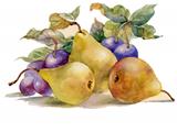 Watercolor painting: pears and plums
