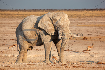 African elephant covered in mud