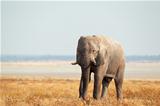 African elephant on open plains