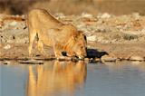 African lion drinking