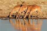 Impala antelopes at waterhole