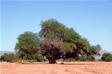Prosopis tree