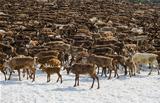 Herd of reindeers
