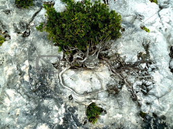 A tropical tree growing on a coral near the ocean