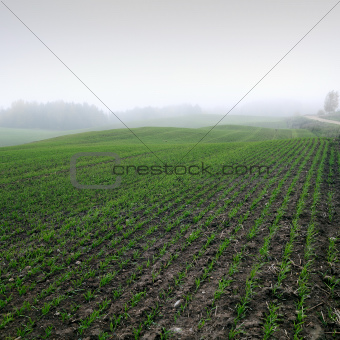 Wheatgrass fields