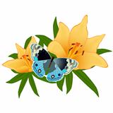 Butterfly on a flower-2