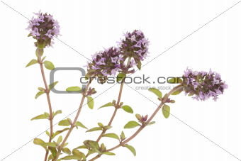 purple thyme