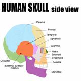 Side view of Human Skull