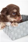 chihuahua pup playful on blue background