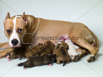 dog with puppies