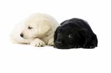 Golden and black Labrador Puppies