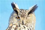 Winkin Owl