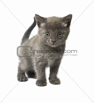 Little gray kitty
