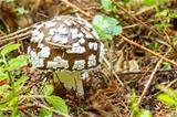agaric poisonous mushroom
