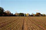 Farmland edged by autumnal trees