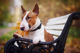 The red bull terrier lies on a bench