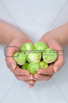 hands hold brussel sprouts