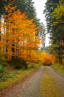 autumn road in forrest