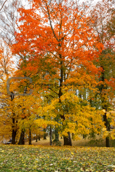 Maple tree in park in autumn 