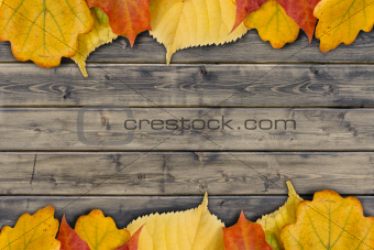 autumn leaves on the rural wood planks
