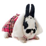 young dressed rabbit