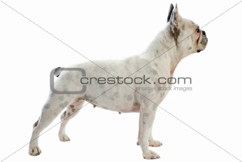 white french bulldog 