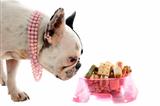 french bulldog and pet food