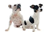 french bulldog and jack russel terrier