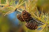 Larch branch with cones in autumn