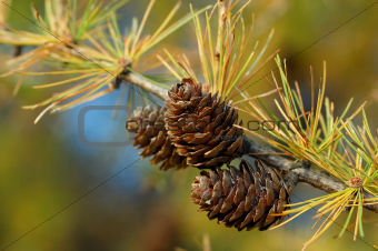 Larch branch with cones in autumn