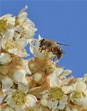 fly disguised as bee on medlar flowers