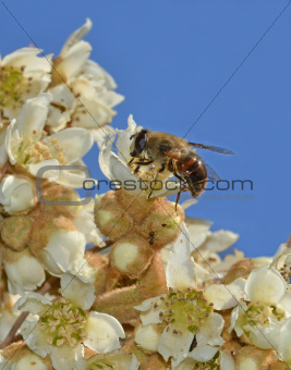 fly disguised as bee on medlar flowers
