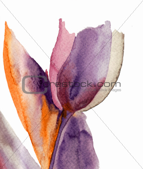 Blue Tulip flower