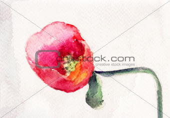 Beautiful Poppy flower