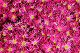Chrysanthemum flower in the garden background 