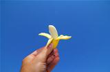 Baby banana fruit over blue sky background.