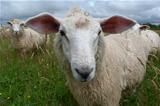 Young Romney Sheep