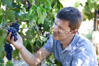 young man at a vineyard