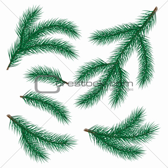 set of fir branch on white background.