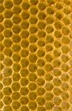 Honeycomb fo honey closeup macro background. 